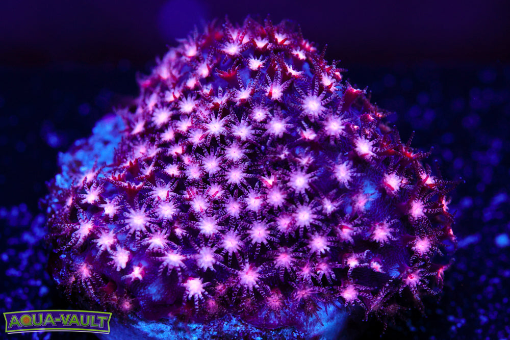 ECC Purple Passion Stylocoeniella