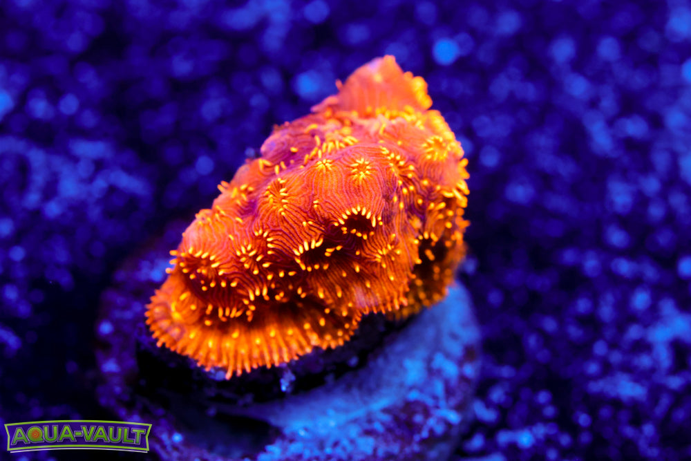 Orange Pavona