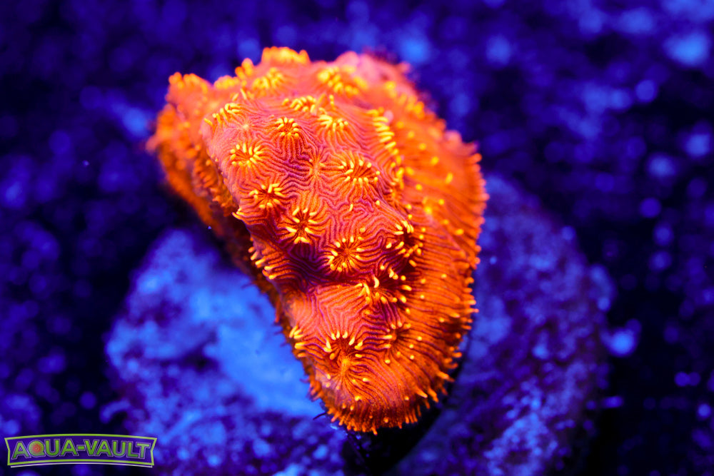 Orange Pavona