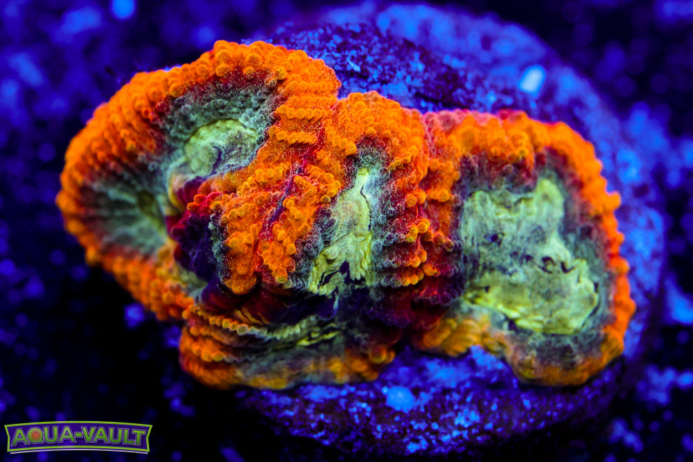 Yellow Submarine Favia