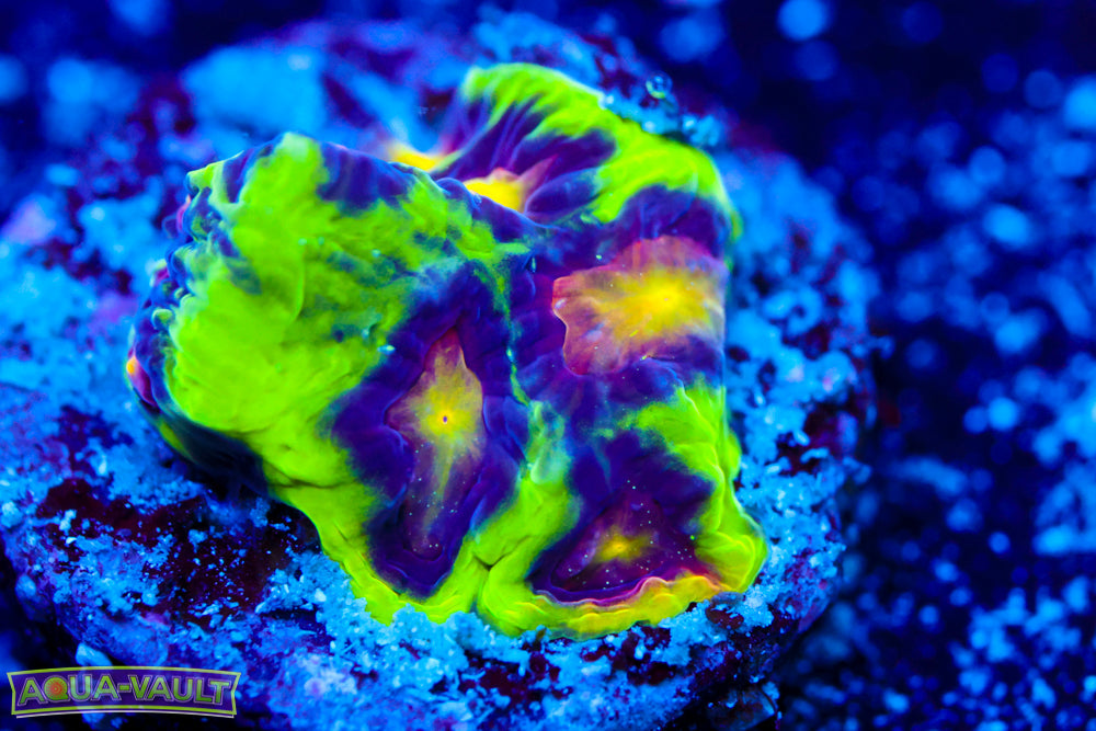 JF Antivenom Favia