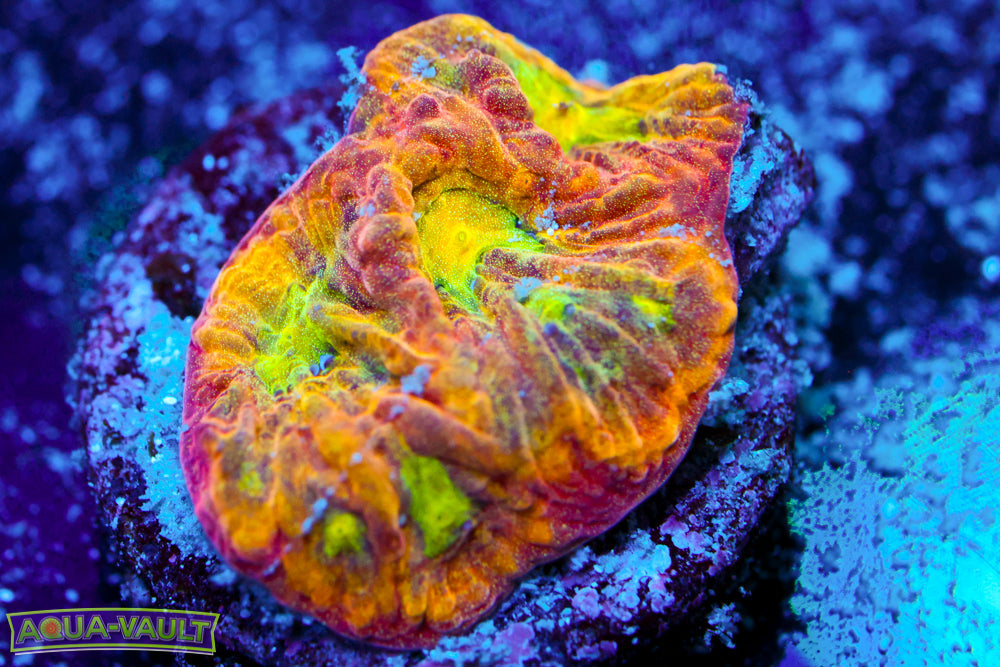 Fools Gold Favia