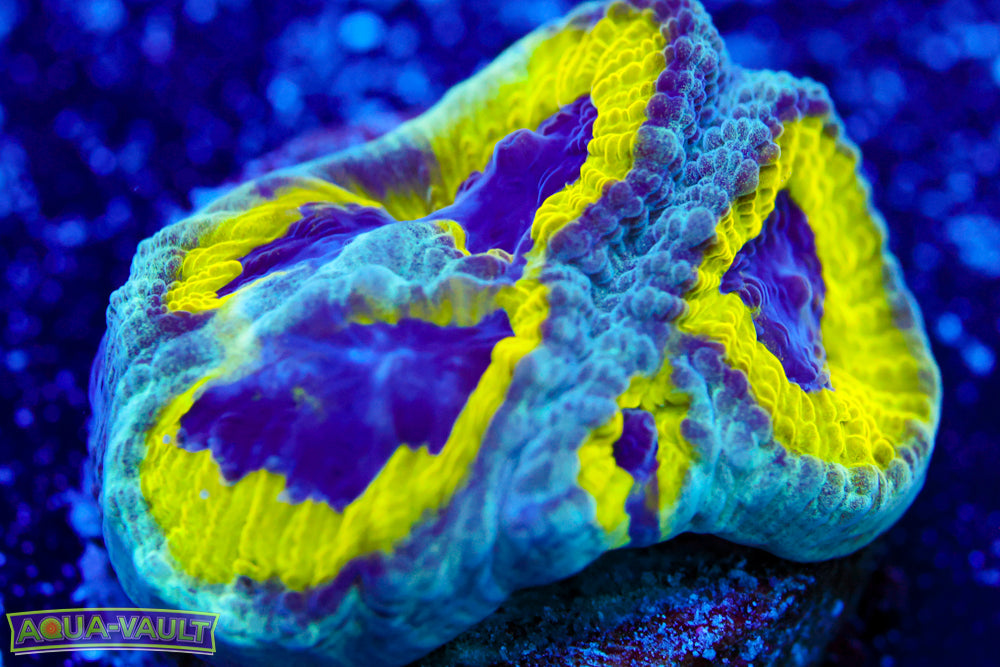 Lemony Slime Time Platy