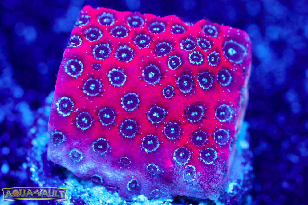 Darth Maul Porites