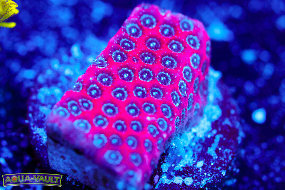 Darth Maul Porites