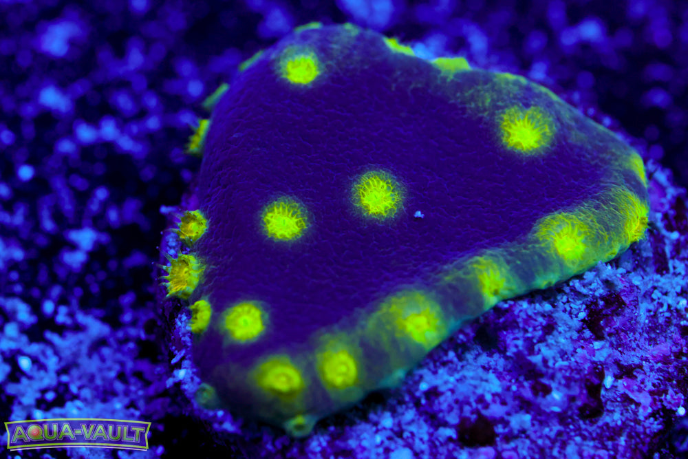Neon Scroll Coral