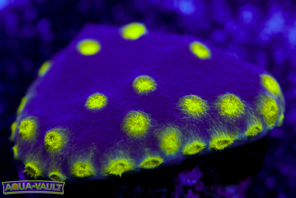 Neon Scroll Coral