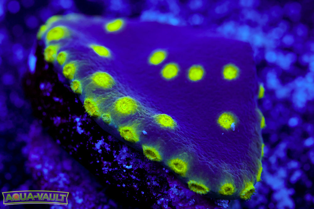 Neon Scroll Coral