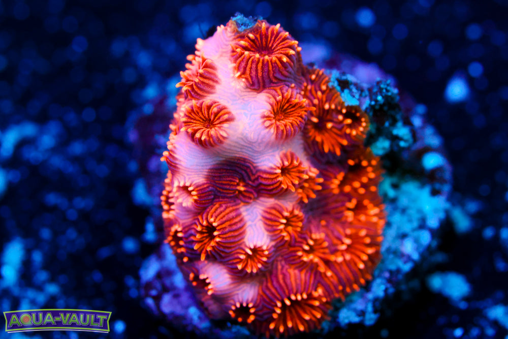 Tangerine Pavona