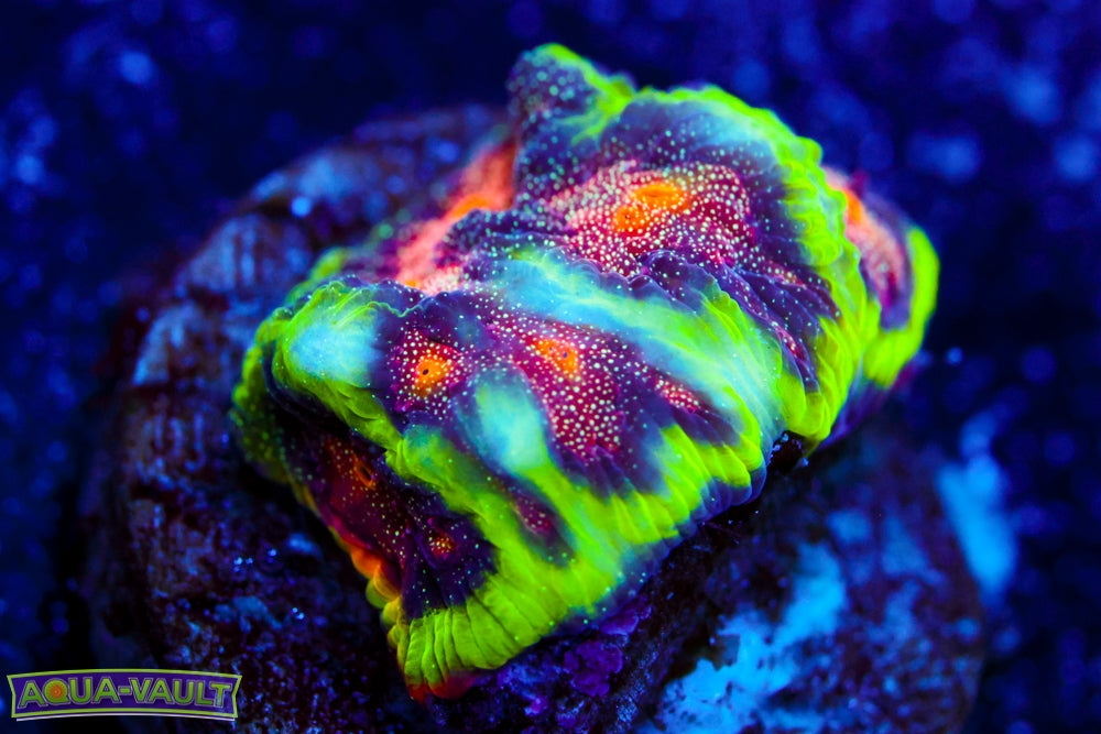 CV Rainbow Venom Favia