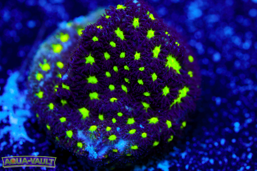 Dragon Eye Leptastrea