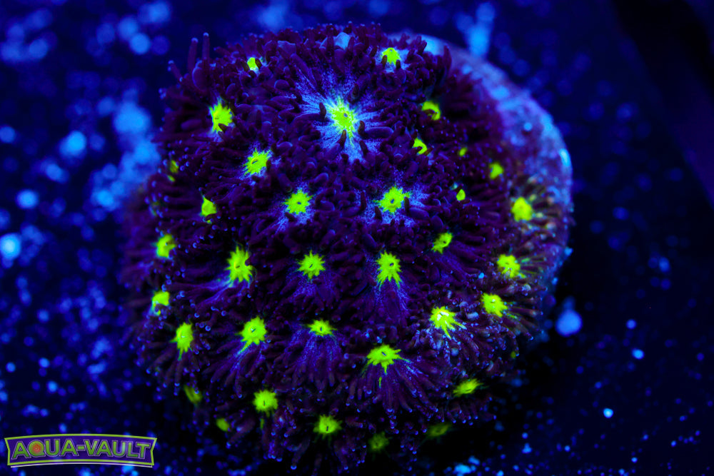 Dragon Eye Leptastrea