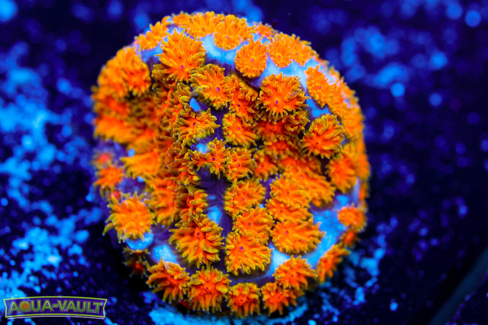 John Deere Leptastrea