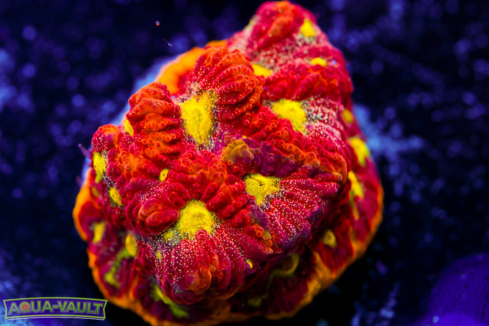 WWC Blood Diamond Favia