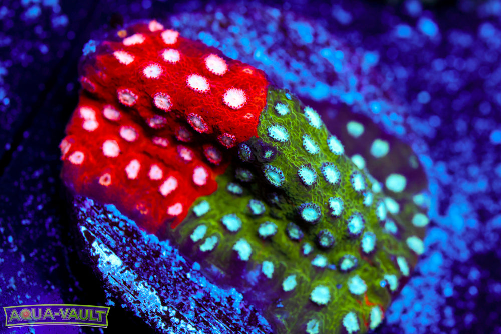 JF Fender Bender Cyphastrea