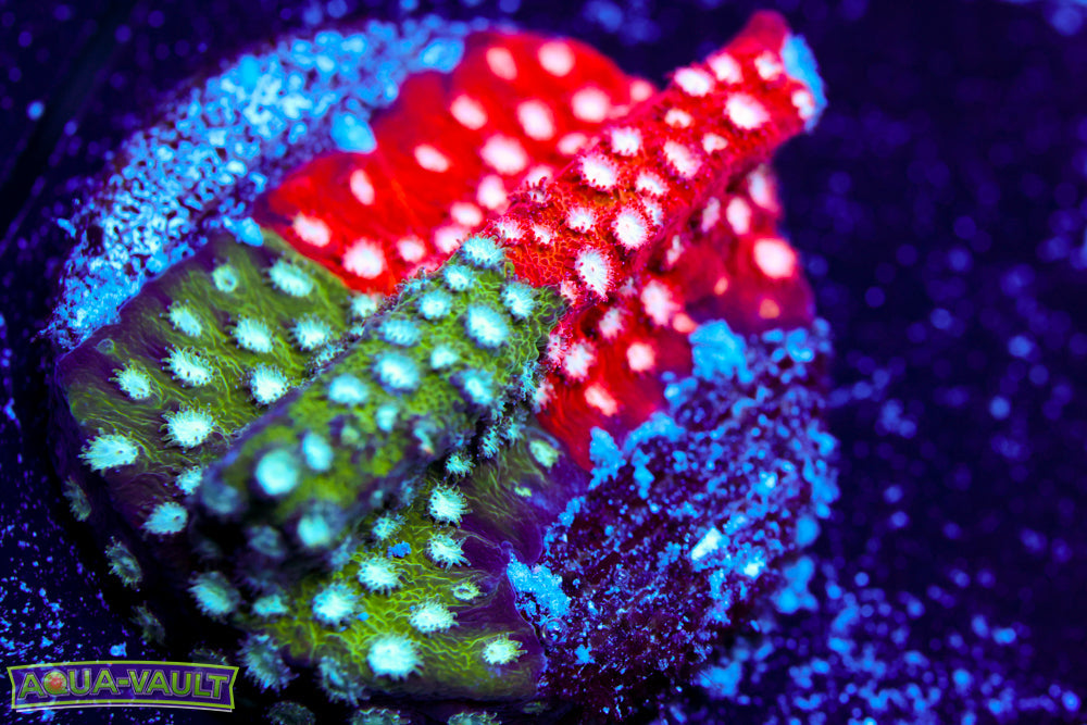 JF Fender Bender Cyphastrea