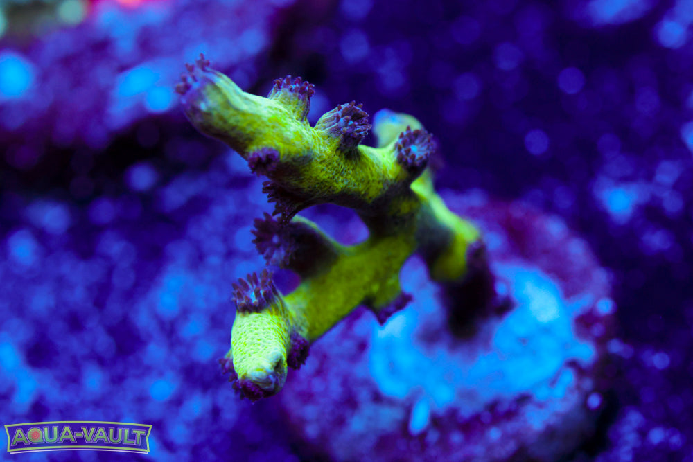Green Branching Cyphastrea