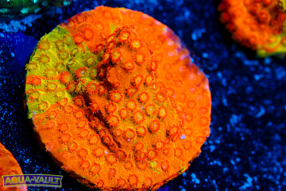 Circuit Breaker Cyphastrea