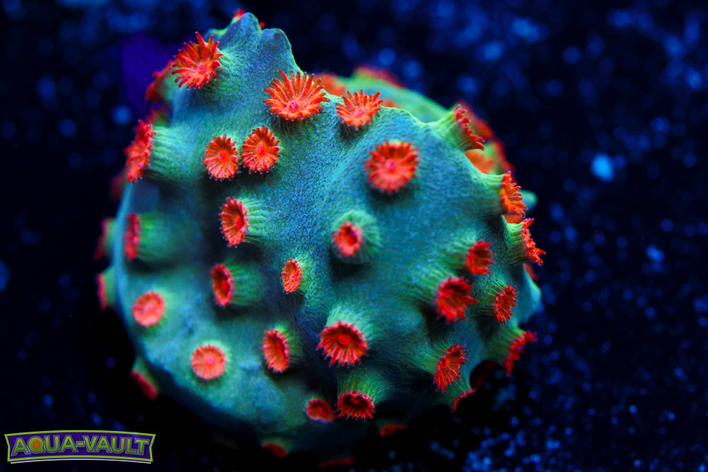 Meteor Shower Cyphastrea
