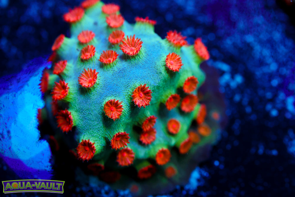 Meteor Shower Cyphastrea