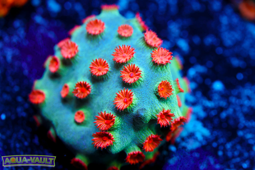 Meteor Shower Cyphastrea