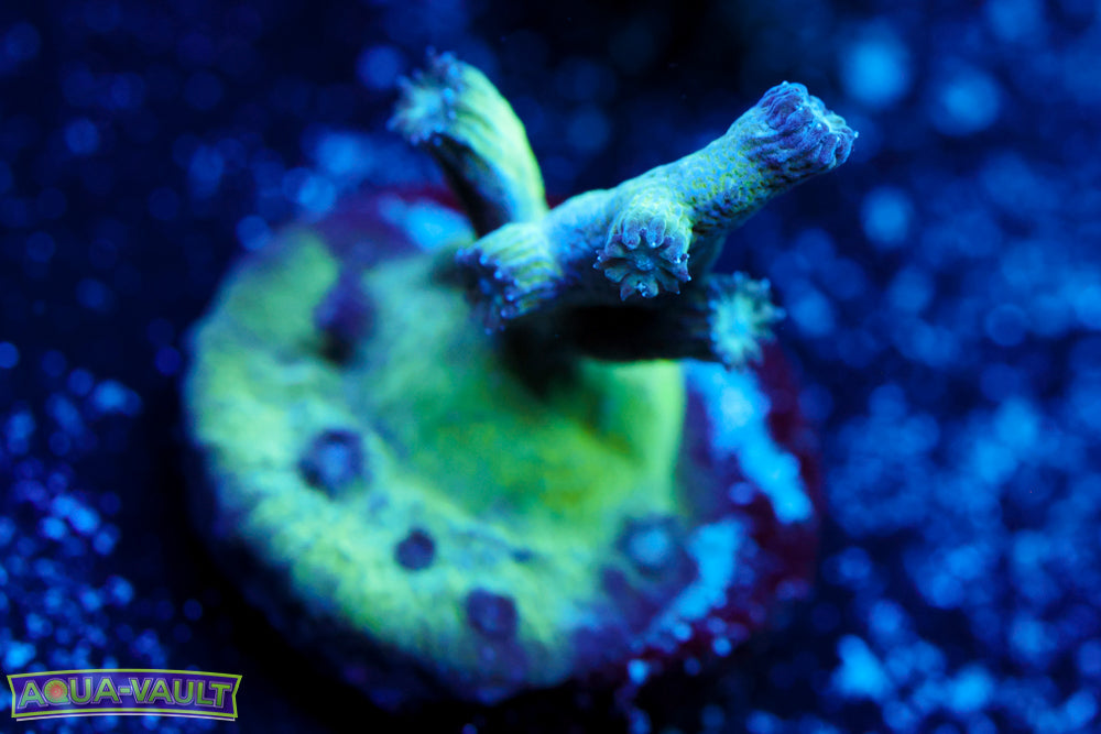 Green Branching Cyphastrea