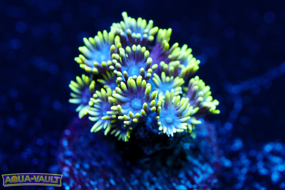 Yellow Tip Blue Goniopora