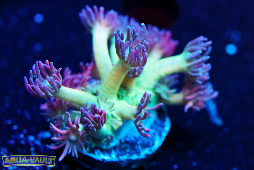 Strawberry Shortcake Goniopora