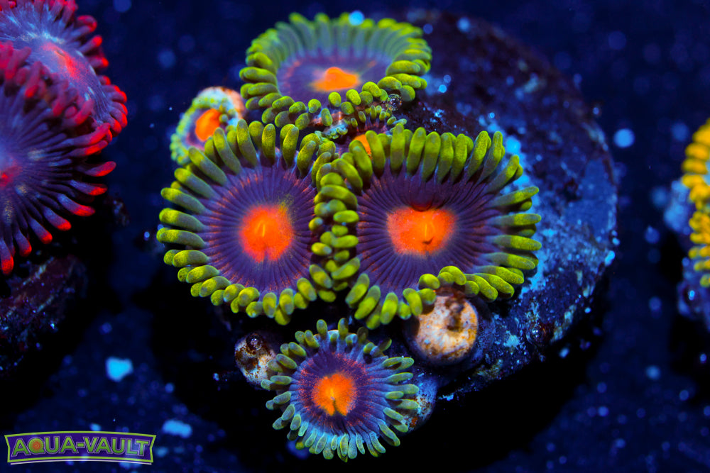 Forest Frog Zoa