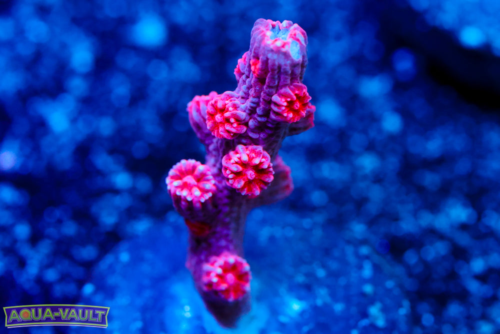 Purple Branching Cyphastrea