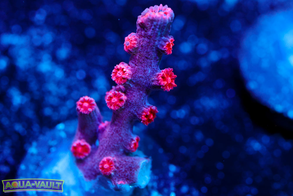 Purple Branching Cyphastrea