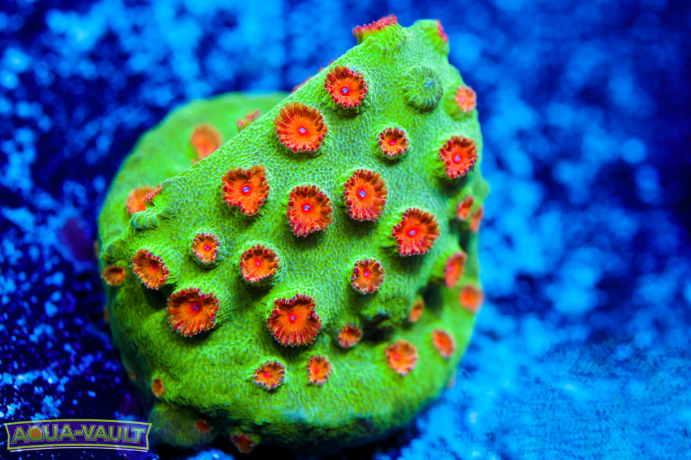 Jingle Bells Cyphastrea