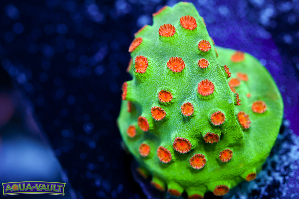 Jingle Bells Cyphastrea