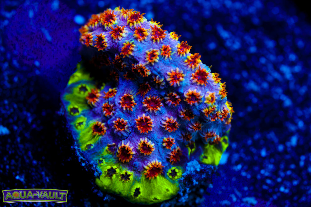 Skittles Bomb Cyphastrea