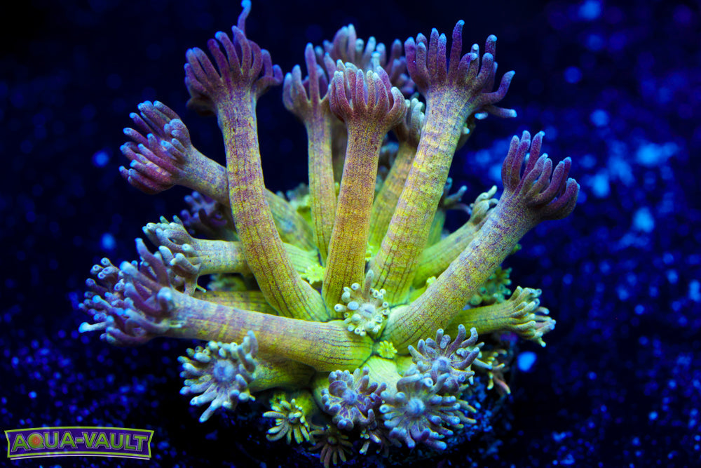 Sleeping Leprechaun Goni