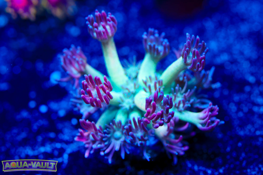 Strawberry Shortcake Goniopora
