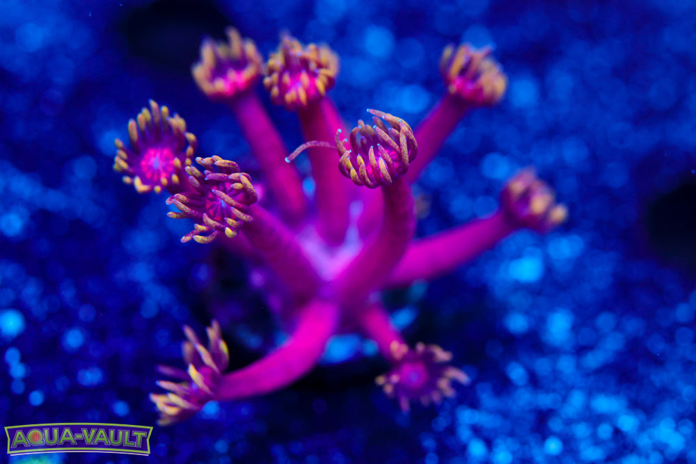 CB Fireball Goniopora