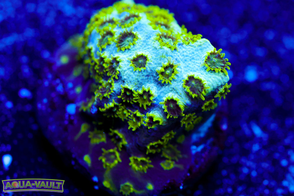 SeaFoam Cyphastrea