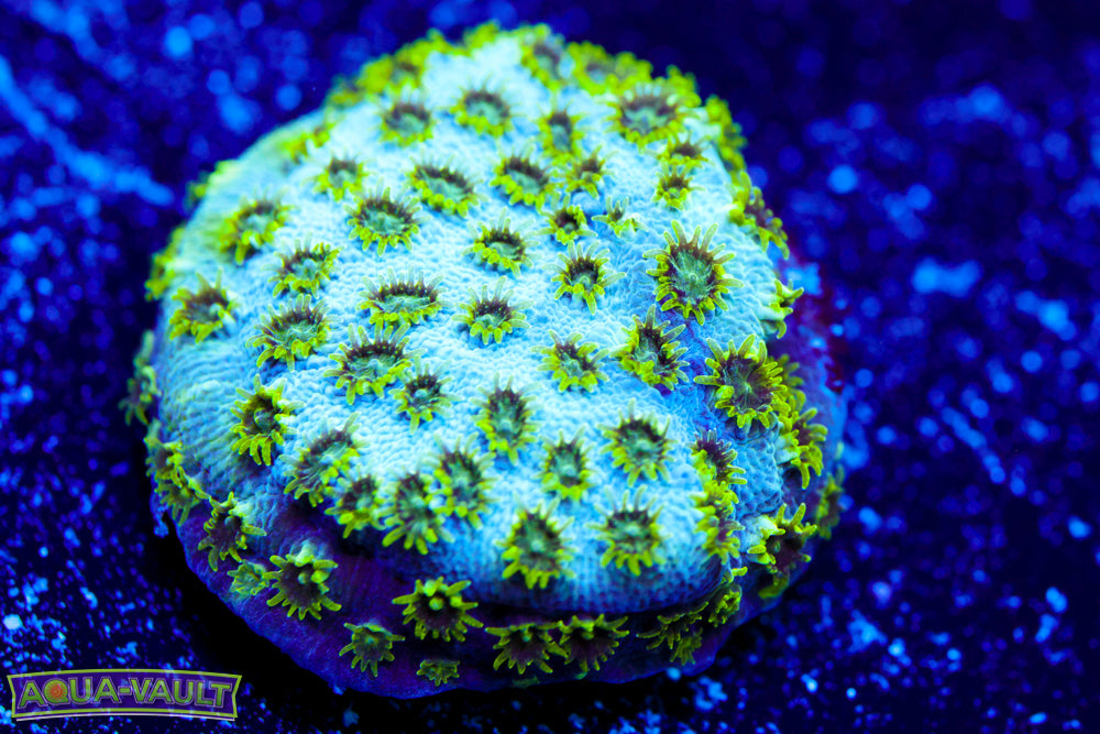 SeaFoam Cyphastrea