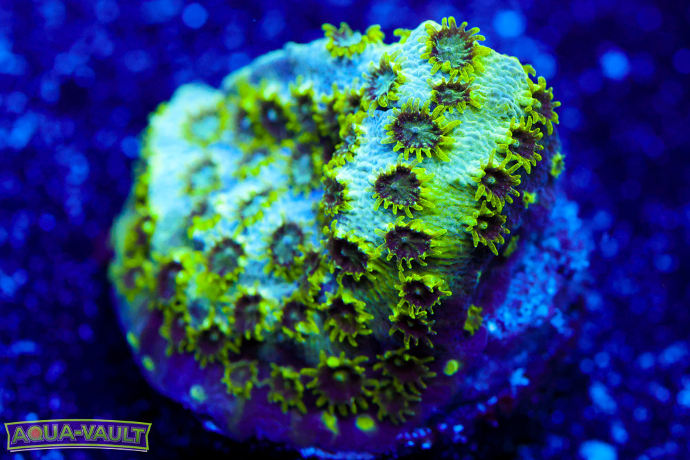 SeaFoam Cyphastrea