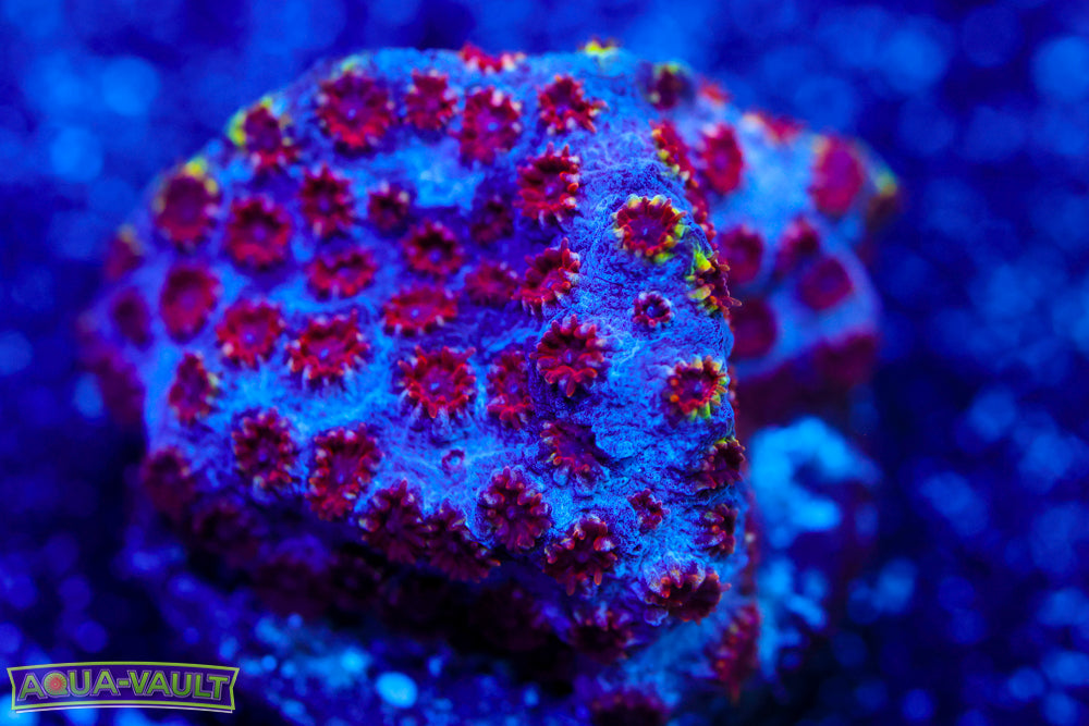 Skittles Bomb Cyphastrea