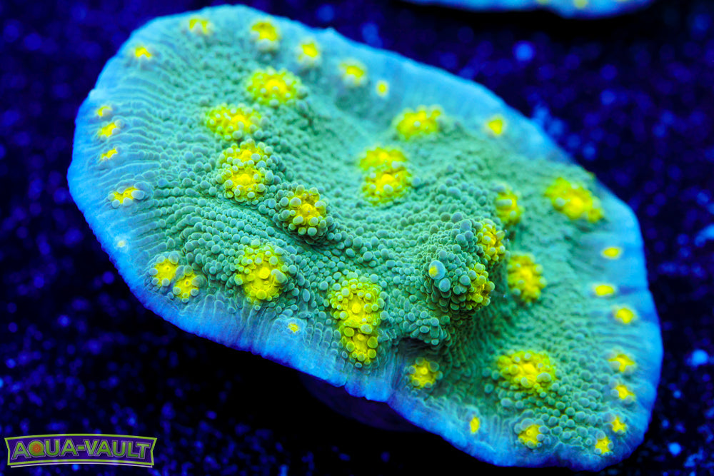 Hollywood Stunner Chalice