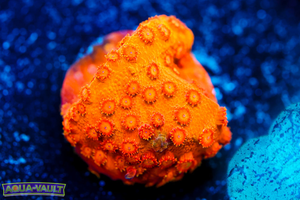 Spitfire Cyphastrea