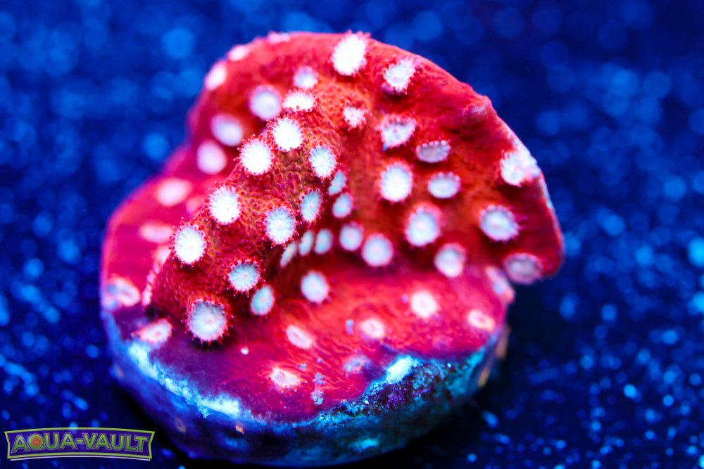 Strawberry Cyphastrea