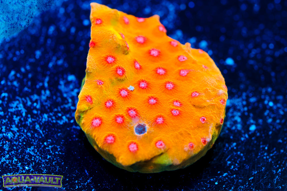 CV Dip 'n Dots Cyphastrea