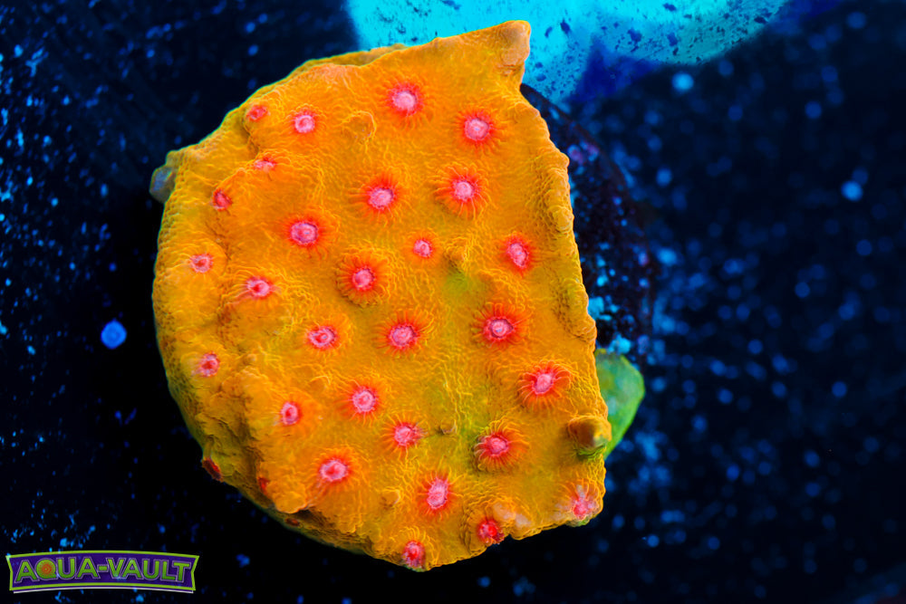 CV Dip 'n Dots Cyphastrea