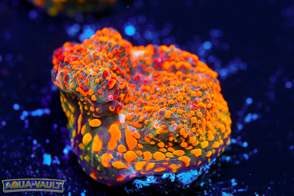 Cloudberry Chalice