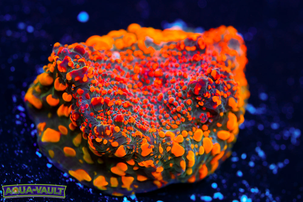 Cloudberry Chalice