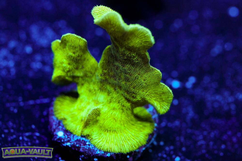 ORA Mint Chip Pavona