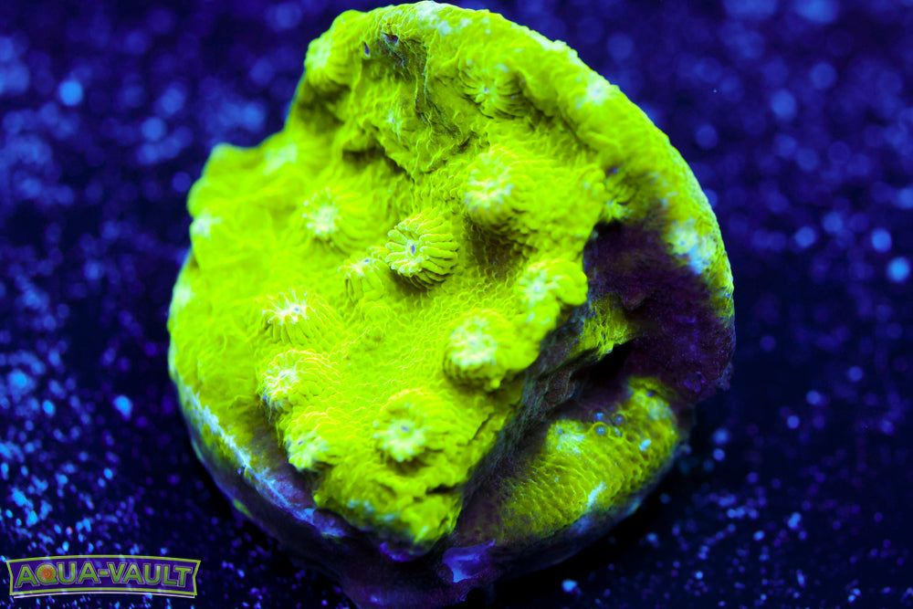 Toxic Cyphastrea